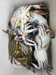 [보령,서천] 오천 가즈아호 만족도 높은 꽃게 낚시 조황 8월 21일