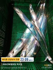 20일 왕갈치 크크 많네 ~~ 오늘도 내일도 자리여유