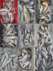 [백조기조황] 8월21일 왕백조기 넘치는쿨러 대박 조황