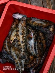락피숴 오후 조황