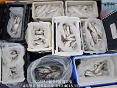 오늘의조황 - 8/21 백조기 조황 - 무창포 블루포스호,배낚시,선상낚시 전문