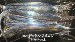 2026년 08월 21일 금요일 내만 갈치조황
