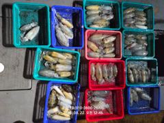 만진1호 8월21일 무늬오징어 조황!