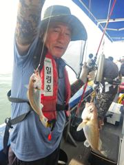 힐링호 백조기 조황입니다!