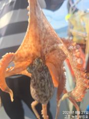 2026.08.21■녹동 부킹호■ 문어 30수 8.5kg