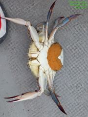 꽃게