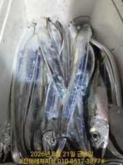 내만칼치ㅡ 바글바글. 씨알ㆍ마릿수 좋아지고 손맛가득 (예약가능)