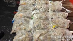 <볼보호> 야간문어~굿!!~조황(21일)