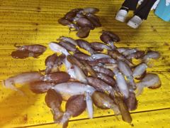 무늬 5분 (60수 정도)
