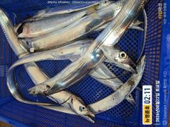 ＜＜통영 뉴명륜호 14인승＞＞ 大갈치 포인트 공략!!! 손맛보러 제대로 달립니다~~ (오늘 1자리)