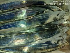 거제 뉴 진성호 8월 22일 야간 외줄 칼치 아침 조항입니다