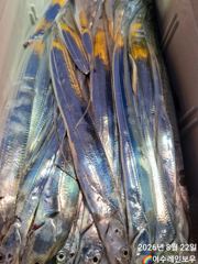 [여수레인보우] 8월22일 갈치조황