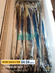 [[거제 대림낚시바다호 ]] 씨알 좋은 왕 갈치 쿨러 가득~~