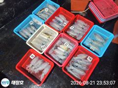 》21일야간 최종!《 무늬 뽁뽁! 싸이즈 굿! 마릿수!