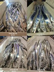 [여수플라워호] 22일 갈치 조황입니다. 010-2004-5524