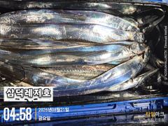 {텐빈] 씨알,끝장 3~4지.마리수 까지,(화요일부터,출항)
