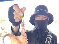 [루시호]8/22 군산문어 따복따복 나옵니다
