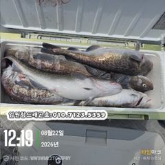 임원항드래곤호 왕대구 조황입니다