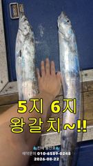 [진해] [준내만갈치] 6지 王갈치~ 3~4지~ 바글바글 쿨러 채우고 입…