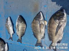 [마산] 진동 강인피싱 오늘 한분조황 47외씨알급 감성돔 마리수