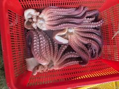 22인승 돌핀호 대왕문어 조황 - 크라켄 초~대박