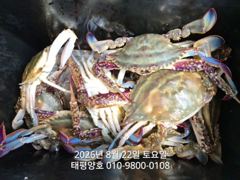 8월22일 토요일 꽃게낚시 마무리 조황입니다.