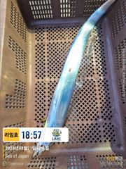 (통영라임호) 8월22입항조황. 갈치,잡으로가자구요. 01023004931