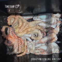 완도은솔호 문어 조황 입니다