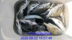 [부산] 가덕천성진양 살감시 좌대조황 26년8월22일 토