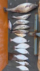 [격포] 08/22 격포 남부스타호 93cm 대물민어 포함 농어 광어 참…