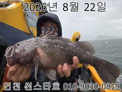 26년 8월 22일!! 인천 썬스타호!! 우럭 라이트 낚시대회!! 조황사진입니다~~^.^