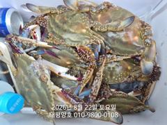 ★★ 8/22 [군산 대일피싱] 태평양호 꽃게 낚시 조황 ~! 내일 주간 자리 있습니다.