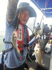 조황정보 - 8/22 백조기 조황 - 무창포 힐링호,배낚시,선상낚시,바다낚시,생활낚시,전문