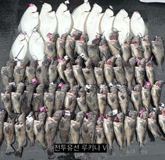 << 팀 인천 루키나 >> 08. 22. 1물 << 루키나 V 생새우 외수질 다잡아 이벤트 >>