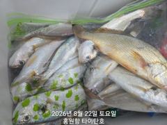 8/22 홍원항 타이탄호 백조기 조황