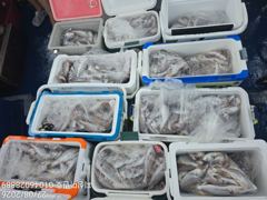 조황정보 - 8/22 백조기 조황 - 무창포선상낚시