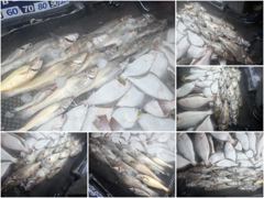 [ 아트호 ] 8월 22일 [ 민어좋다~!!! 대.농어 + 민어 외수질 출조 ]  [ 인천배낚시 청마피싱 / 인천선상낚시 / 인천낚시배 ]