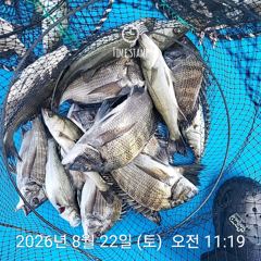 삼천포 내만권 감성돔