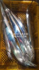 [통영] [통영최강리드호] 갈치 실시간조황/왕갈치 잘 올라옵니다