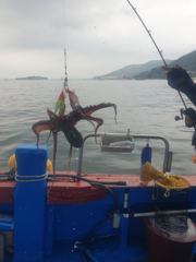 돌문어 키로급 다수외 조황