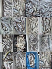 [백조기조황] 8월22일 전원 만쿨 초대박 조황