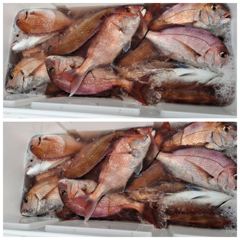 08/22일 에바다호 참돔흘림낚시 4인굿조황
