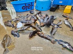 [공현진항 짱피싱호] 8월22일 락피쉬