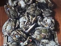 [군산 드래곤호] 22일 야간 "꽃게낚시" 긴급모집~!!!