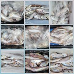 백조기조황 - 8/22 백조기 조황 - 무창포 수지호 수지배낚시