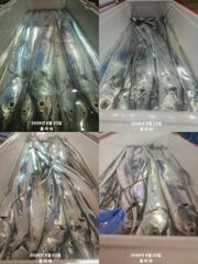 [여수플라워호] 23일 갈치 조황입니다.010-2004-5524