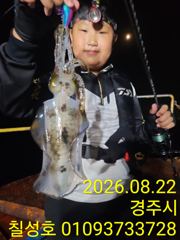 칠성3호 무늬오징어 조황입니다!