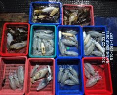 (씨스타호) 22일 무늬오징어 팁런  피딩 제대로! 최고 15수·총 60~70수 조황