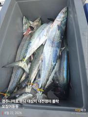 왕고구마 무늬 그리고 대삼치는 쿨러 조황