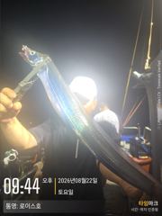 갈치 갈치 3지 4지 4.5지까지